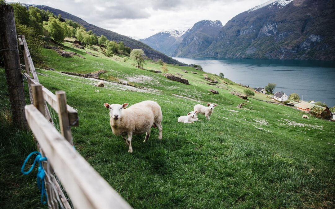 Gode utsikter for det norske landbruk
