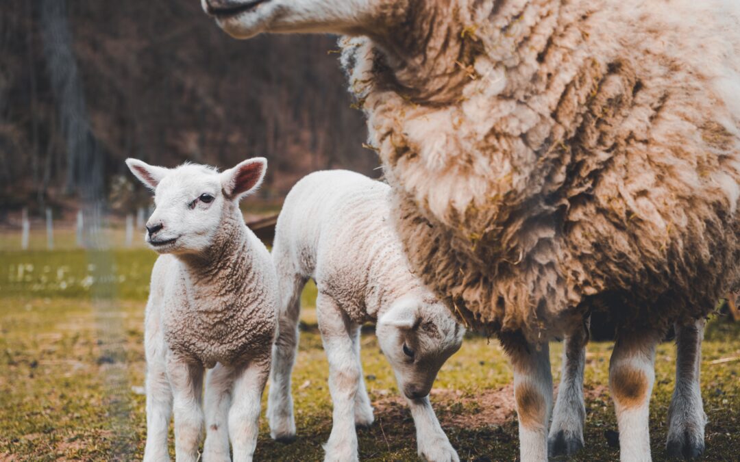 Lammesesongen er like rundt hjørnet – er du klar?